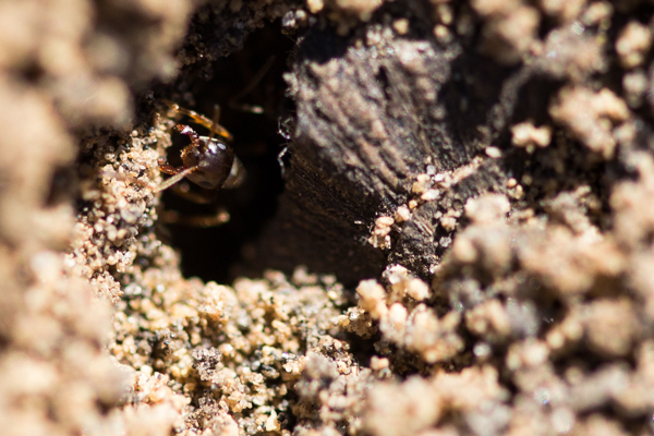 An ant building its home. Photo by Robert Elliot