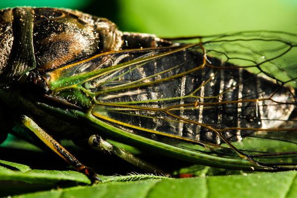 Closeup of a cicada's wings. Photo by Robert Elliot