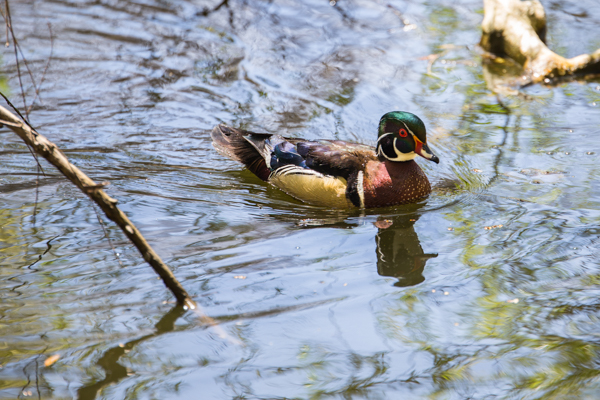 A wood duck in High Park. Photo by Robert Elliot