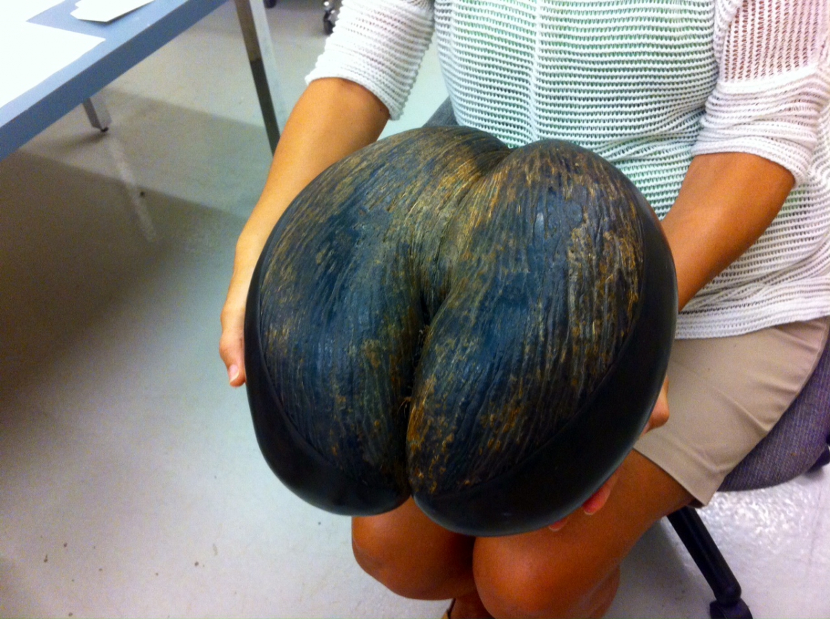 Person holding Lodoicea maldivica (Coco de Mer) fruit