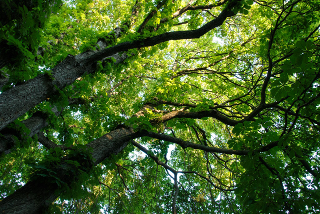 A look up into the tree canopy in Queen's Park. Photo by Rhi More