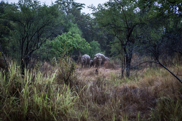 Wild Asian elephants at Wasgamua National Park in Sri Lanka. Photo by ROM Sri Lanka Communications Team