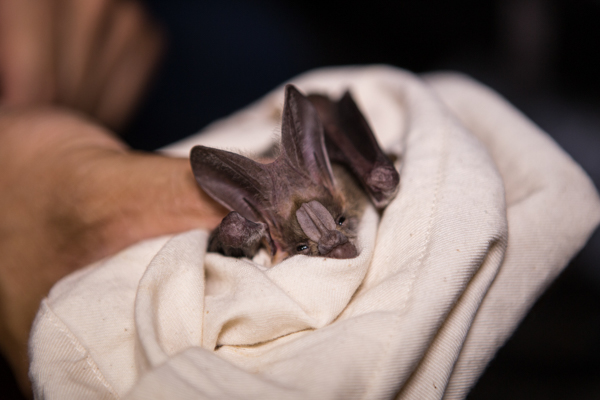A member of the team gently holds a leaf-nosed bat of the species Megaderma lyra. Photo by the ROM Sri Lanka Communications Team