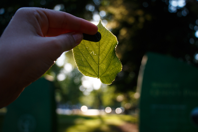 A photo of a leaf from the littleleaf linden tree held up in front of the setting sun. Photo by Rhi More