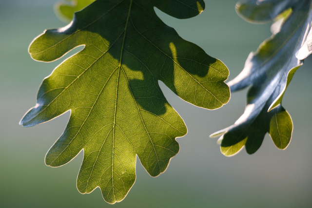 A close-up photo of the leaves from an English oak tree. Photo by Rhi More