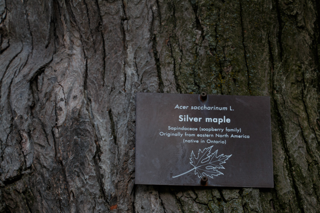 Queen's Park is home to more than fifty species of trees and twenty of these are native to Ontario. Silver maple is one of the twenty that originated in Ontario. Photo by Rhi More