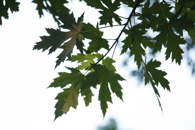 Photo of a leafy branch of a silver maple. Photo by Rhi More