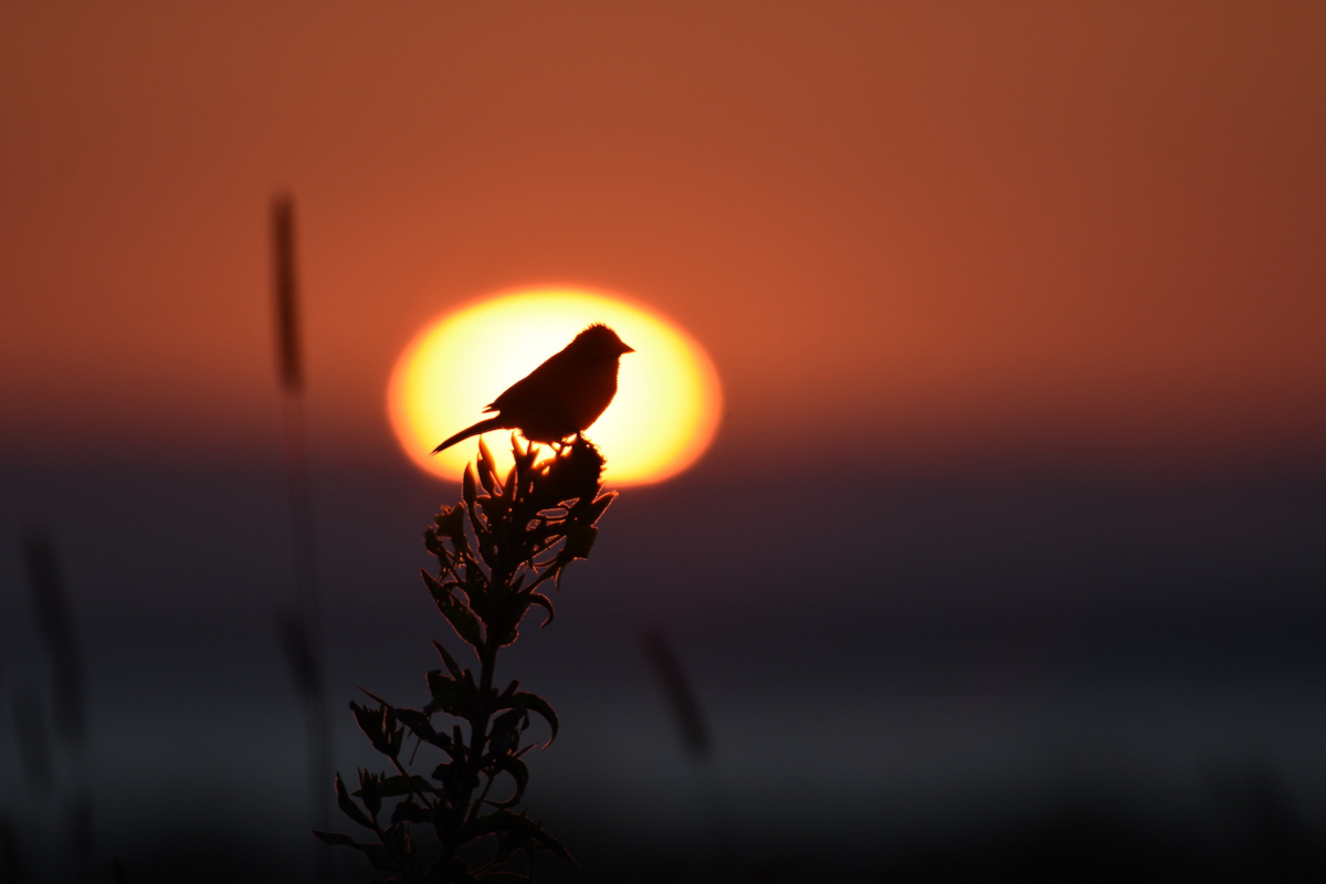 Bird sits on flower with the sun setting in the background