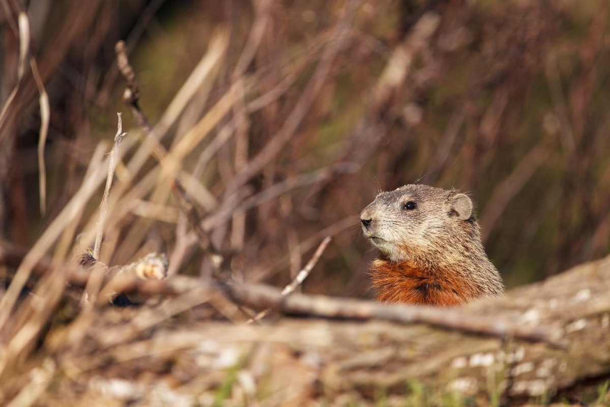 Ground hog pokes it head up among a pile of branches on the ground