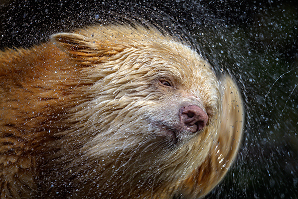 Close-up of brown bear shaking water from its head