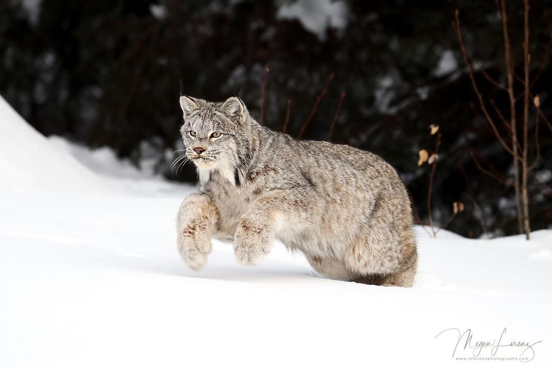 Lynx running through the snow