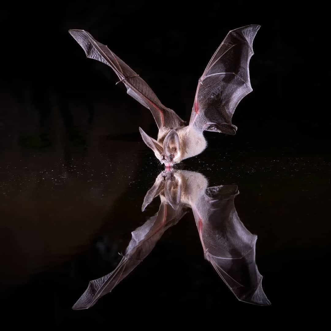 bat in flight with its reflection in the water below