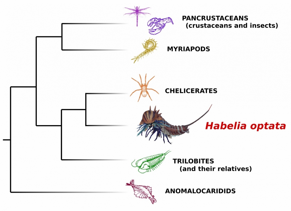 phylogeny-habelia-optata.jpg