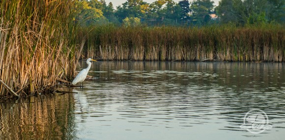 White bird wading in water inside marshland and forest background