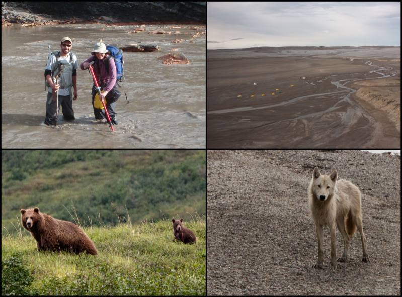A photo mosaic, including, from top left - a photo of researchers wading across a river; an aerial view of an arctic field camp; a curious Arctic wolf; and a mother grizzly bear with her cub