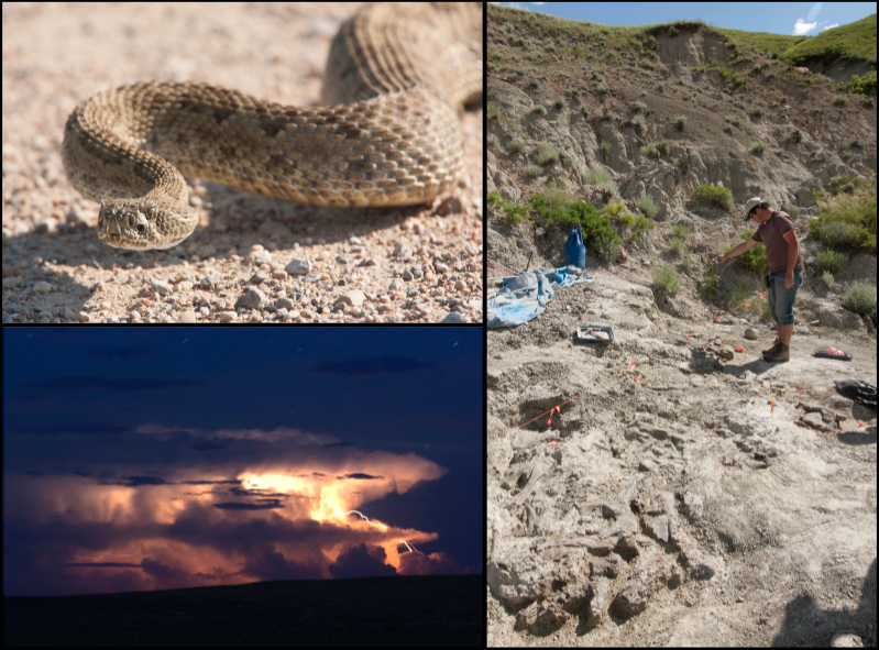A photo mosaic, including a prairie rattlesnake in the upper left, a palaeontologist at work in the badlands along the right hand side, and a prairie thunderstorm in the lower left.