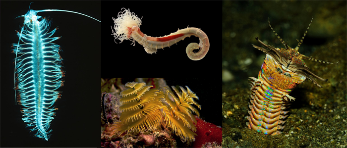 Modern polychaetes