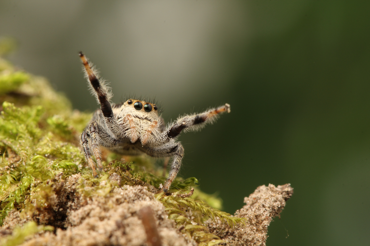 Une araignée minuscule sur un tapis de mousse levant ses deux pattes avant dans les airs.