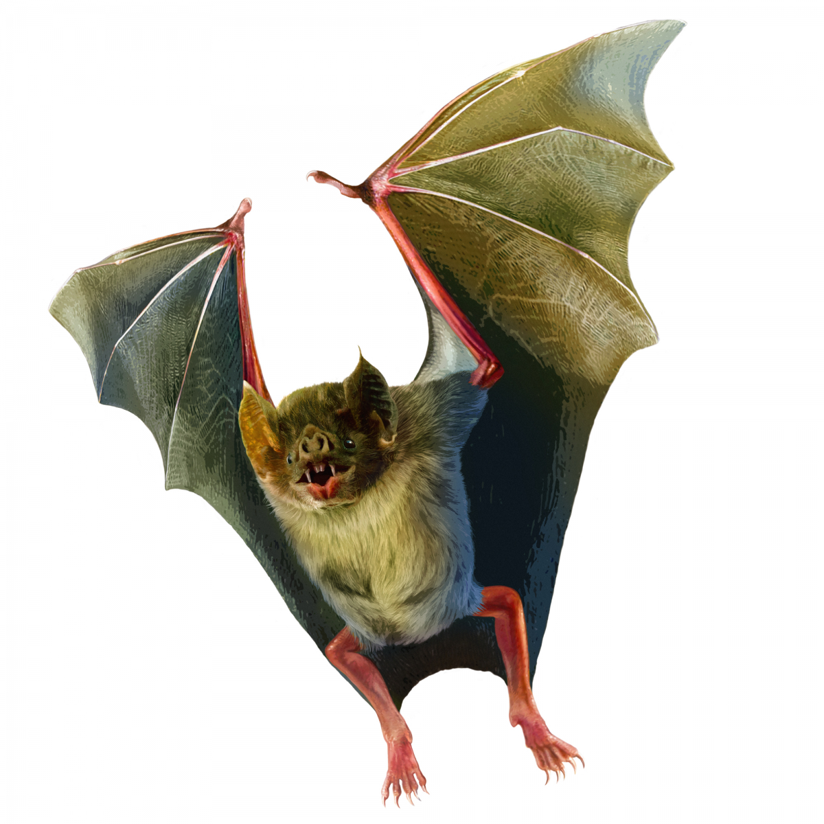 La chauve-souris vampire (Desmodus rotundus) est le seul mammifère à se nourrir exclusivement de sang. C’est un prédateur nocturne. L’anticoagulant qui se trouve dans sa salive, appelé « draculine », nous rappelle un certain personnage légendaire.