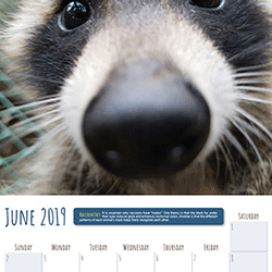 Toronto Racoon Calendar
