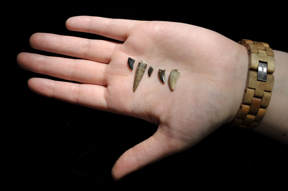 Selection of Raptor teeth