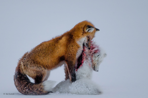 A red fox stands with the body of an arctic fox it has killed in its mouth. “The Tale of Two Foxes” is Don Gutoski’s winning photograph in the 2015 Wildlife Photographer of the Year Exhibition at the ROM.