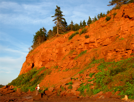 Exposed cliffside with trees growing at the top of the hill