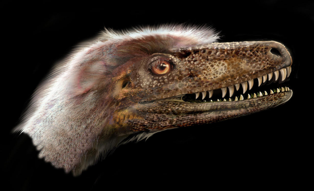 On a longtemps cru que Saurornitholestes langstoni, un petit théropode à plumes, était si étroitement apparenté à Velociraptor mongoliensis que certains chercheurs l’appelaient Velociraptor langstoni…jusqu’à maintenant. Illustration de Jan Sovak.