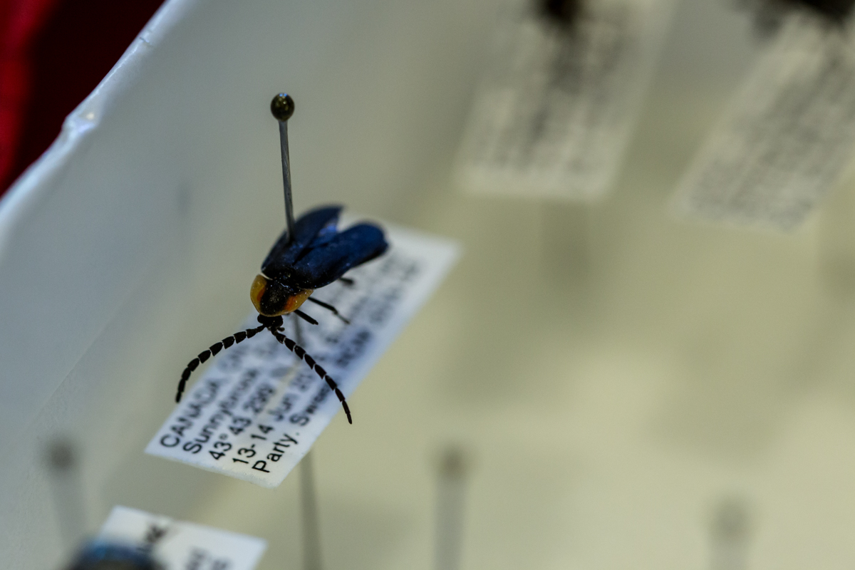 An insect on a pin in a collection