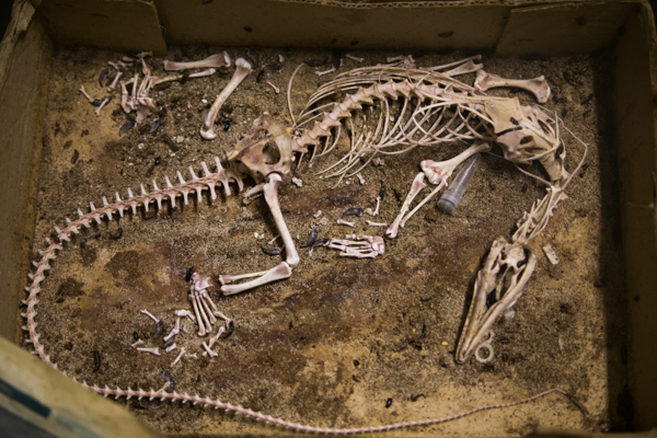 A monitor lizard skeleton that’s been cleaned head to toe by the ROM's dermestid beetle colony. Photo by Robert Elliot