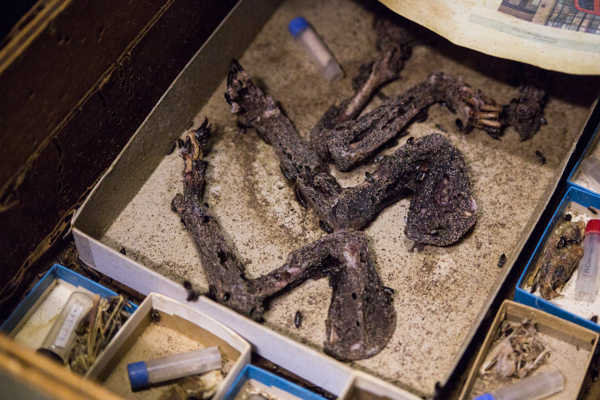 An animal's front limbs being slowly cleaned by the dermestid beetles. Photo by Robert Elliot