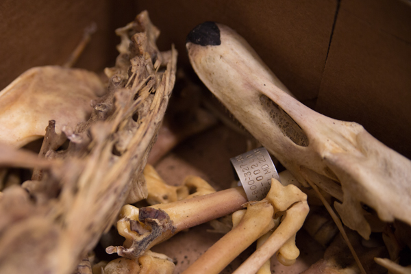 A Trumpeter swan skeleton cleaned in the bug room, its ID band still attached to an ankle. Photo by Robert Elliot