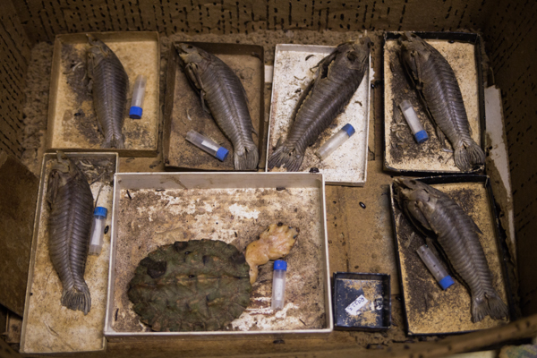 A company of soldier fish specimens in the process of being cleaned from the inside out. Photo by Robert Elliot