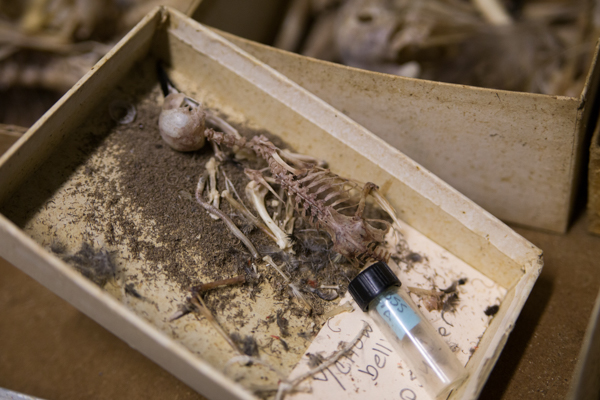 A tiny bird skeleton demonstrates the delicate areas the beetles can clean that would be challenging to achieve by hand. Photo by Robert Elliot