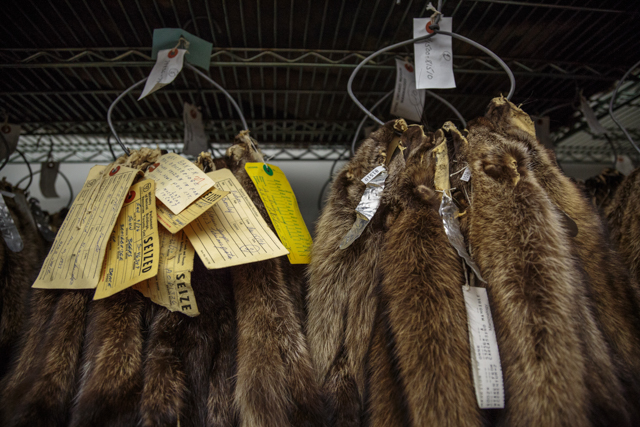 Pelts hang in the freezer of the ROM's mammal skin collection. Photo by Samantha Stephens