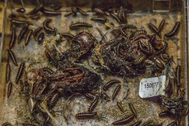 a close-up photo of a specimen being processed by the ROM dermestid beetle colony. Photo by Samantha Stephens