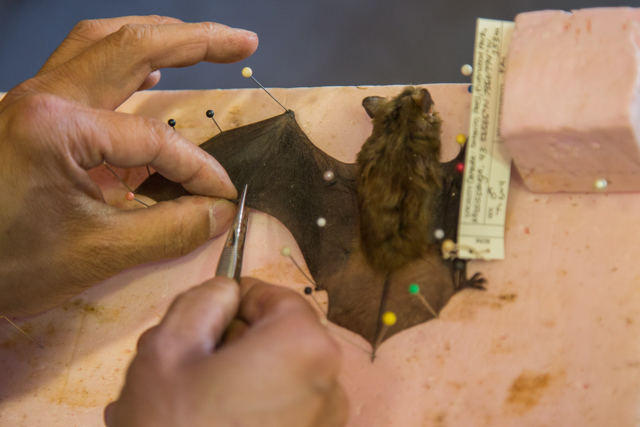 The hands of ROM mammalogist Dr. Burton Lim as he pins and processes a bat specimen. Photo by Samantha Stephens