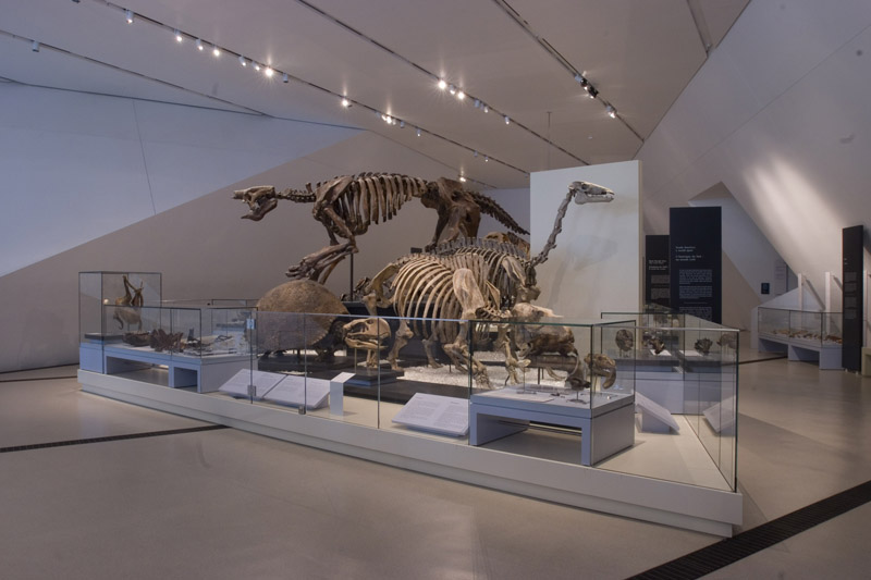 Royal Ontario Museum Mammal Gallery