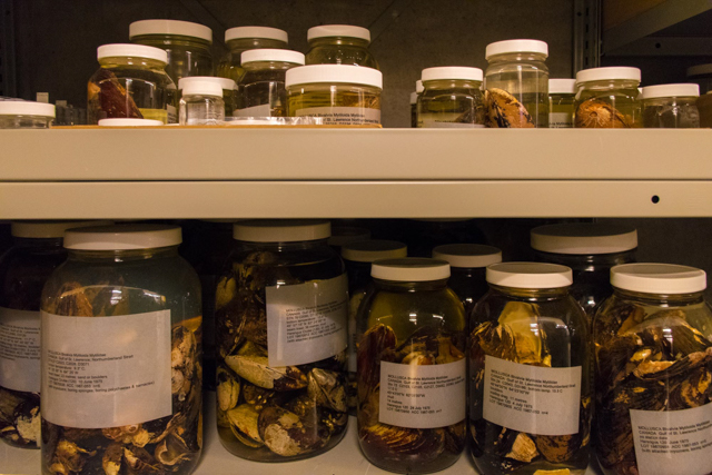 A photo of preserved specimens stored in jars the invertebrate zoology collection at the ROM. Photo by Sally McIntyre