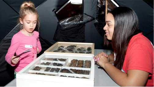 Child looking at Museum specimens with a volunteer.