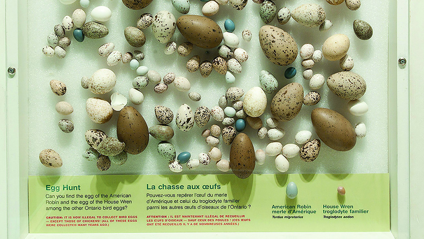 Egg Hunt display in the Gallery of Birds.