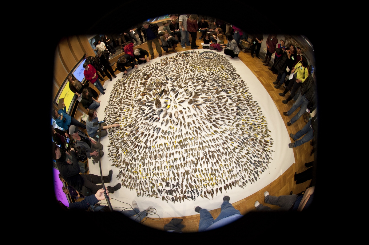 2400 Dead Birds - FLAP event 2013 c. Brian Boyle