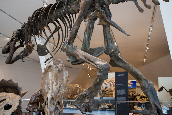 a photo from below of the tyrranosaurus rex cast skeleton in the ROM galleries. Photo by Lisa Milavic