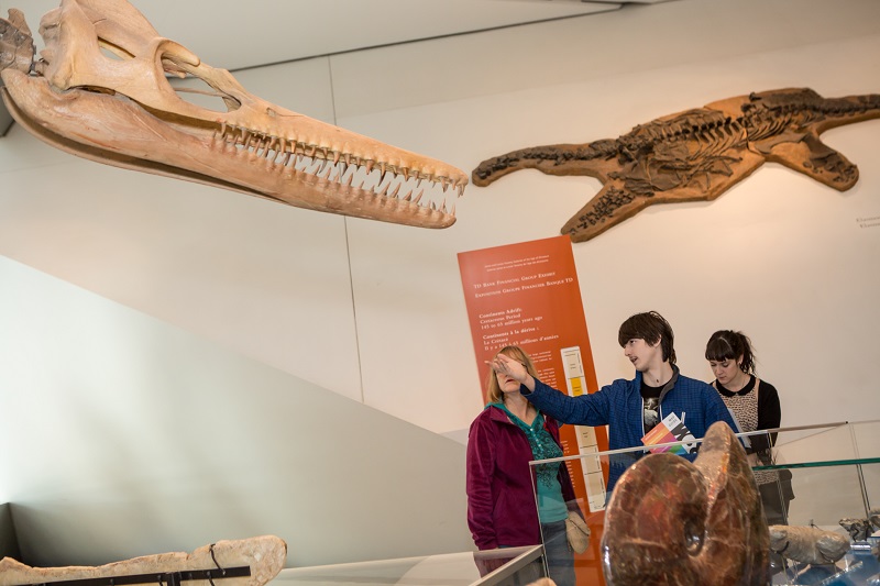 Thanks to the ROM MagnusCards, this participant can tell his mother fun facts about some of the ROM dinosaurs!