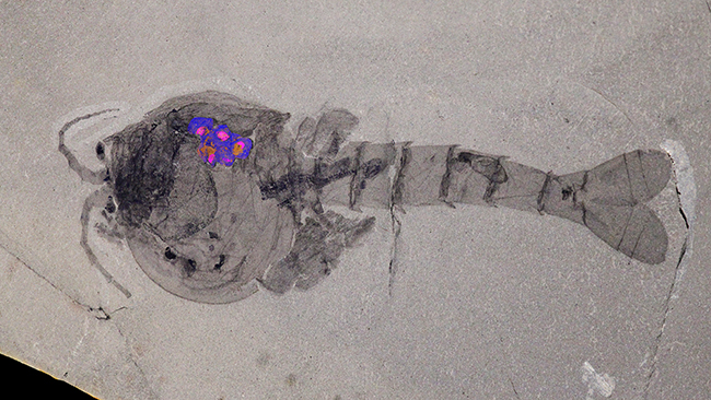 Phase map composite of Waptia fieldensis