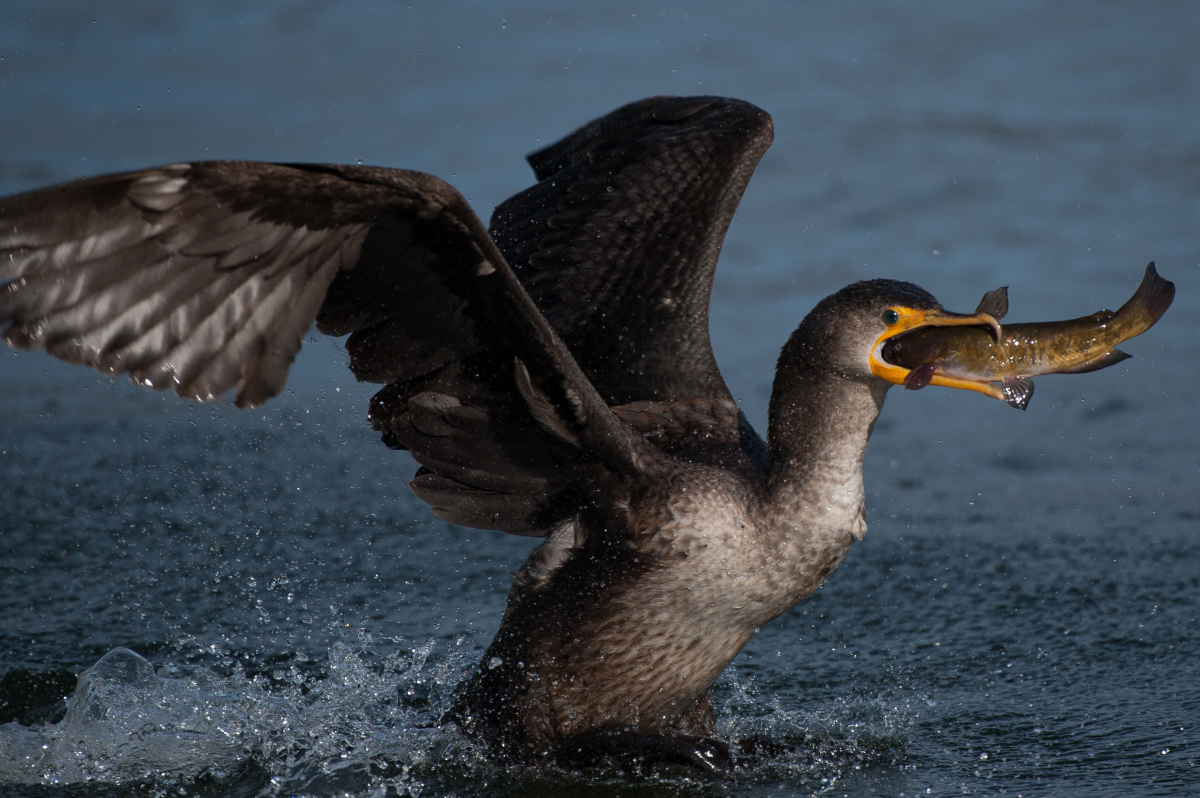 Un oiseau dans l'eau, les ailes déployées, avec un gros poisson en bouche