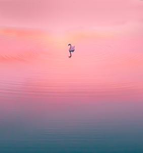 single swan floating in the centre of a lake at dawn