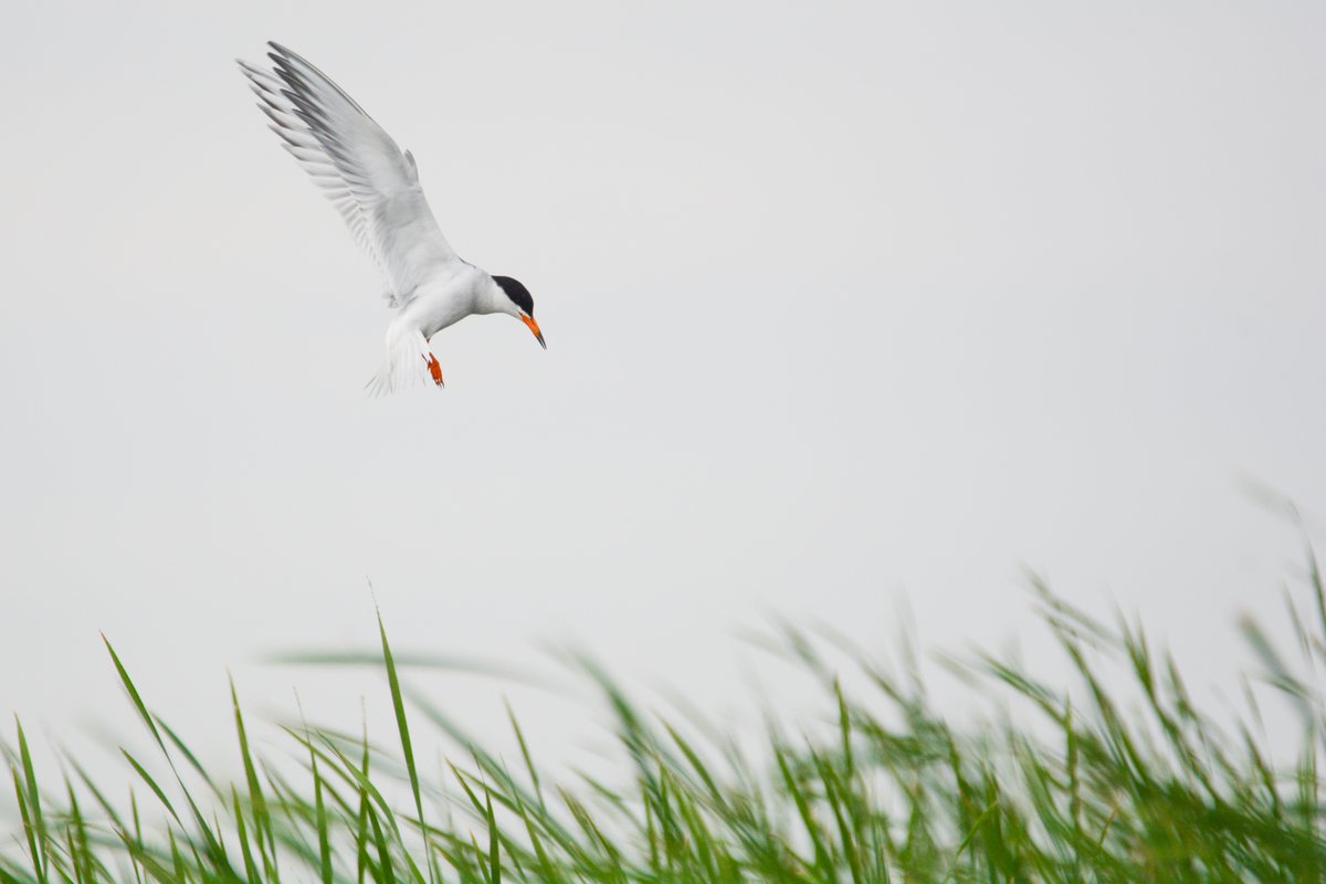 Tern in flight hovering in air and diving for fish
