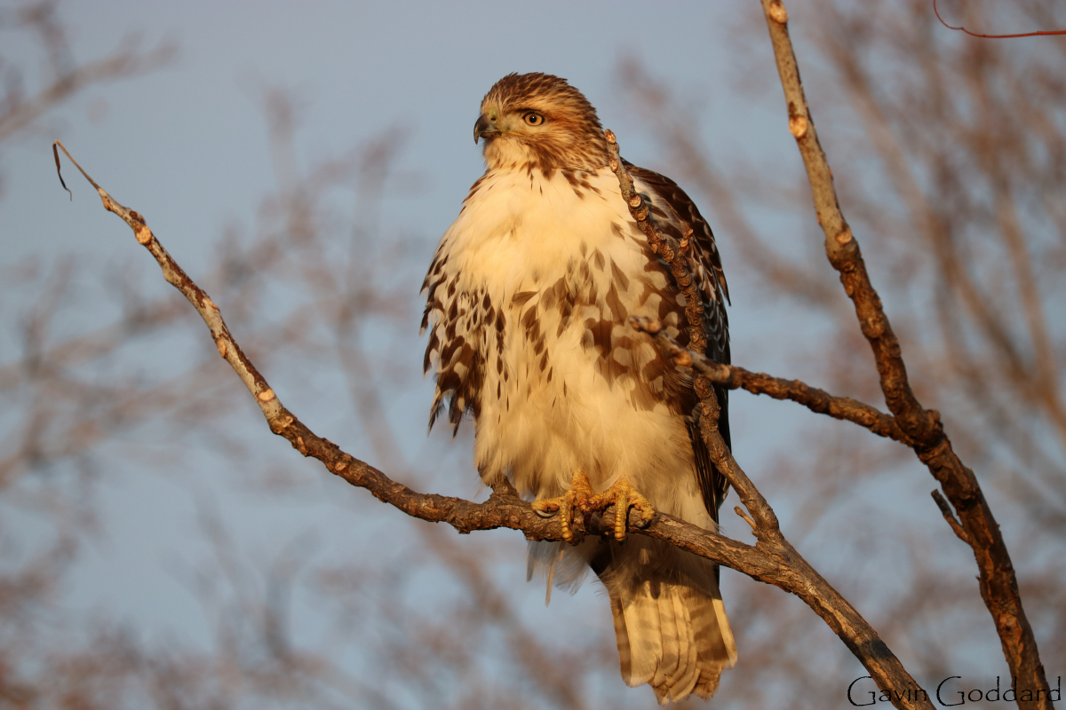Un oiseau de proie assis sur une branche en plein hiver, la poitrine gonflée