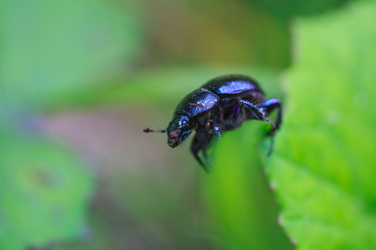 dung beetle resting on a leaf